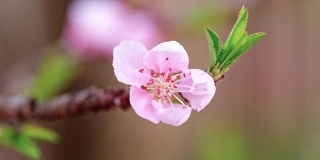 粉红桃花源从花蕾到盛开的视频，4k视频。