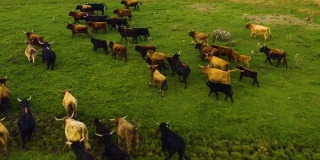 鸟瞰图的长角牛在德国