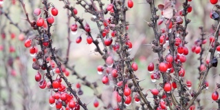 在弗罗茨瓦夫寒冷的冬天，多刺的红莓丛