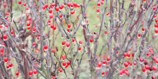 多刺的红莓丛在寒冷的冬天-快速过渡