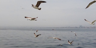在土耳其的伊斯坦布尔，海鸥在海上跟着一艘船