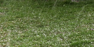 在春天的花园里，冰雹落在草地上