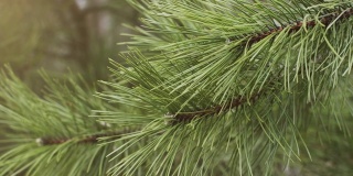 一棵圣诞树的绿色树枝，上面有锋利的松针在风中摆动。股票视频