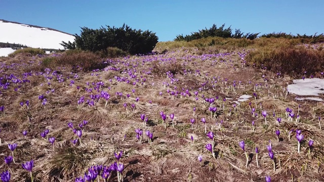 春天秋水仙盛开。秋水仙的紫色花朵。山野春花