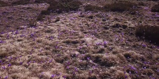 春天秋水仙盛开。秋水仙的紫色花朵。山野春花