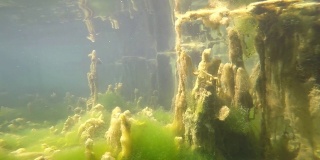 藻类,超现实的海底