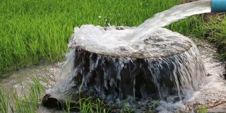 水从管子里流进绿色稻田里的混凝土盆里。