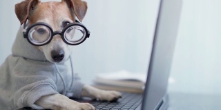 聪明的狗使用电脑。
