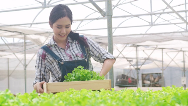 开朗的年轻迷人的亚洲女士农民收获绿色橡树从水培蔬菜农场在温室花园早上。