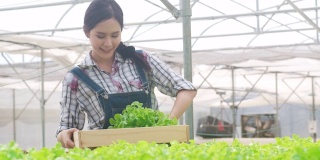 开朗的年轻迷人的亚洲女士农民收获绿色橡树从水培蔬菜农场在温室花园早上。