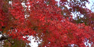 秋天的枫叶红了