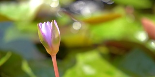 ハス 花のつぼみ / A beautiful pink waterlily or lotus flower in pond