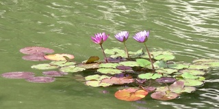 乐透彩票花浇水