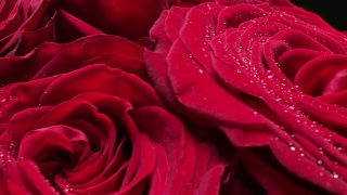 多莉微距特写拍摄美丽盛开的红玫瑰花视频素材模板下载