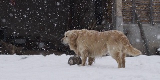 SLO MO小狗玩在雪与旧球库存视频