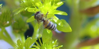 大黄蜂授粉黄花的慢动作特写宏镜头