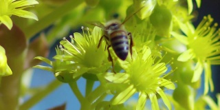 大黄蜂授粉黄花的慢动作特写宏镜头