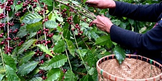 山坡部落在清莱省Doi Chang山的咖啡树上采摘咖啡樱桃的镜头。