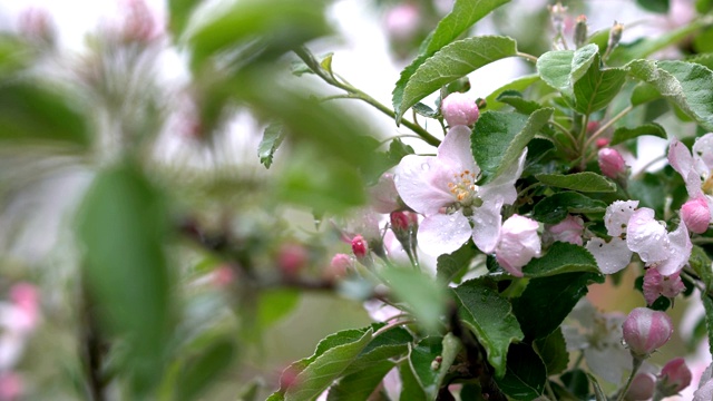 雨,春天开花