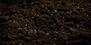 种子撒在土壤上