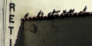 一群鸽子在旧屋顶上休息。