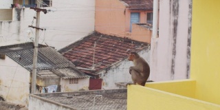 生活在印度城市的野生猴子动物在屋顶摆姿势的慢镜头。有趣的猕猴坐在城市建筑的屋顶边缘。旅游旅游度假生态保护理念