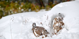 岩雷鸟觅食与有趣的雪山