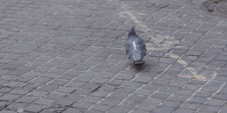 鸽子在鹅卵石街道上。