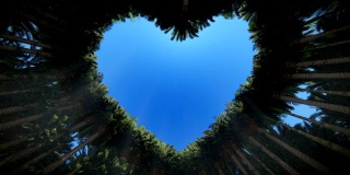 透过棕榈树的心脏向上看，Luma哑光附加，高清