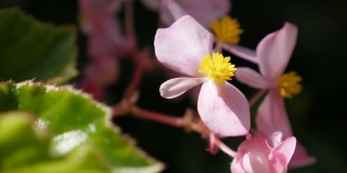 蜡秋海棠藏在花园里粉红色的花蕾天然4K