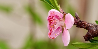 粉红桃花从半花到盛开的时间间隔镜头，4k视频，侧视图，红色雄蕊特写。
