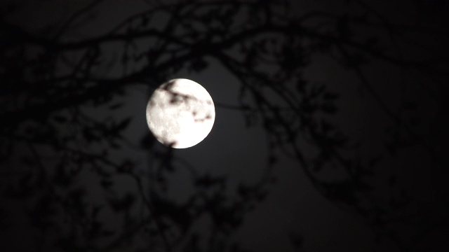 吹树枝和满月夜