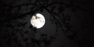 吹树枝和满月夜