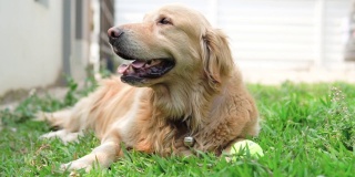 在草地上打网球的金毛猎犬。
