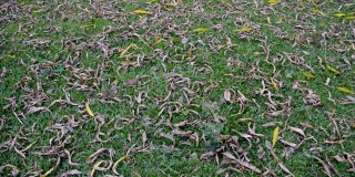 枯死的植物干叶子躺在绿色的草地上。秋叶色抽象图案。郁郁葱葱的树叶纹理在自然背景框架。