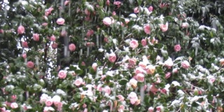 东京三月底会下雪。雪下盛开的山茶花树。