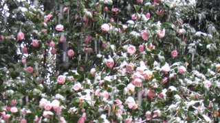 东京三月底会下雪。雪下盛开的山茶花树。视频素材模板下载