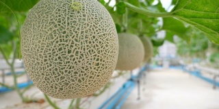 有机智能农场中的哈密瓜