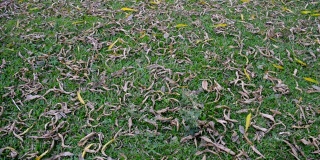 枯死的植物干叶子躺在绿色的草地上。秋叶色抽象图案。郁郁葱葱的树叶纹理在自然背景框架。