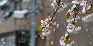在这个季节，雪和樱花盛开