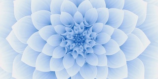 盛开的蓝色的花。无缝循环。