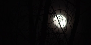 4K月亮与树架焦点