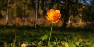 黄花特写-阿尔泰自然保护区