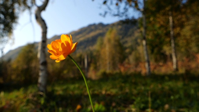 黄花特写-阿尔泰自然保护区