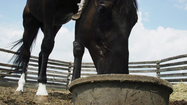 马在一个农场的围栏里吃塑料盘子的特写镜头