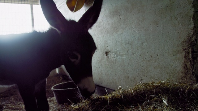 慢镜头多莉拍摄的小驴在一个农场谷仓的马棚吃干草后，一个男性农民喂养它