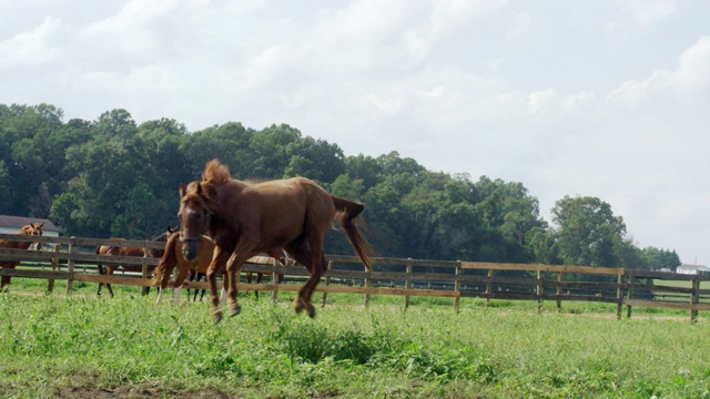 慢动作拍摄的一匹马奔跑和嬉闹在一个绿色的，在一个阳光明媚的早晨，在一个农场的围栏内的牧场