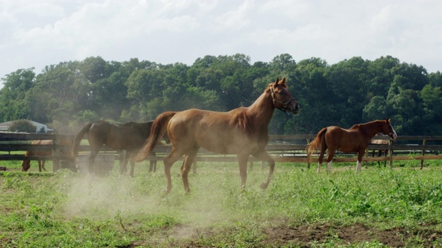 慢动作拍摄的一匹马奔跑，嬉戏，和在一个绿色的，在一个农场的围栏内的牧场上跳跃在一个阳光明媚的早晨