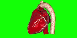 一个跳动的人类心脏的3D动画循环阿尔法镜头包括。