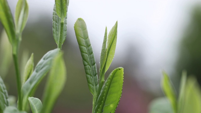 中国绿茶，茶园风光